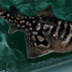 Illustration for article titled ZOMG BABY SHARK RAYS!!!